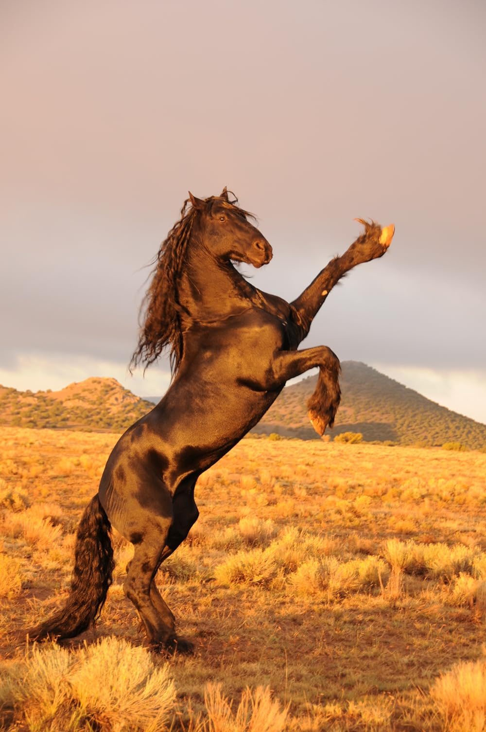 Paul &#039;Sled&#039; Reynolds